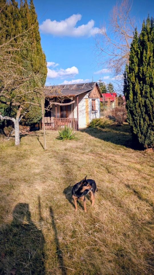 Działka rod Szczecin Zdroje. Zdjęcie 6