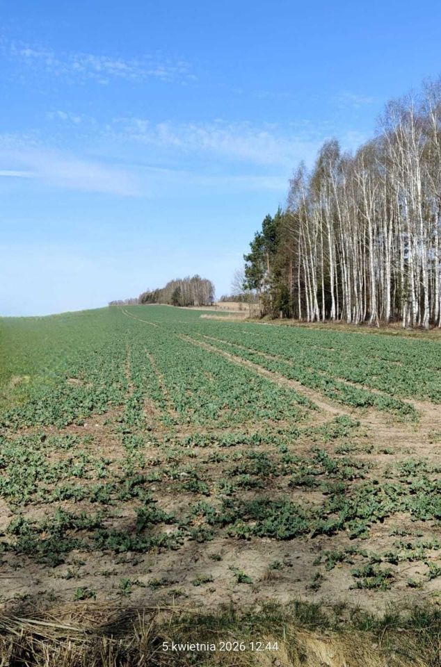 Działka rolna Leniewo. Zdjęcie 2