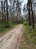 Działka rekreacyjna Inowłódz, ul. Wrzosowa. Zdjęcie 2