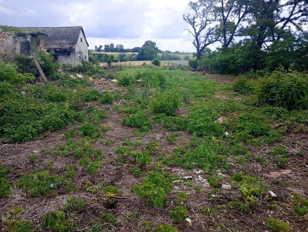 Działka rolno-budowlana Ksawerów. Zdjęcie 3