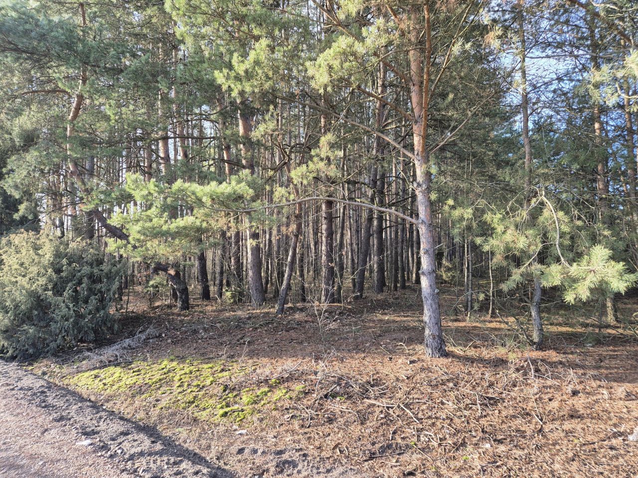 Działka budowlana Grabów nad Pilicą, ul. Kolonia Piaski. Zdjęcie 22