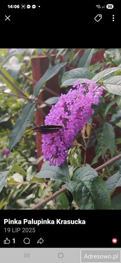 Działka rod Warszawa Wawer. Zdjęcie 7