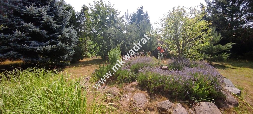 siedlisko, 3 pokoje Budy Wolskie. Zdjęcie 10