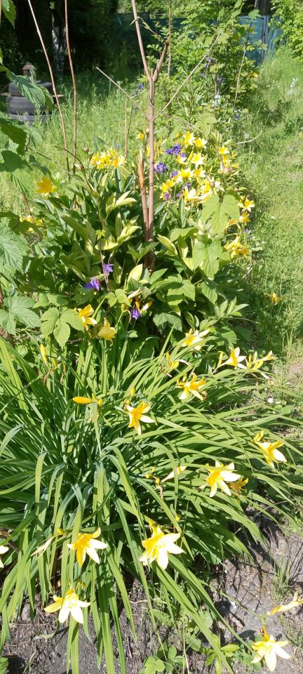 Działka rod Gliwice Zatorze, ul. Towarowa. Zdjęcie 17