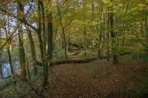 Działka budowlana Rybitwy. Zdjęcie 2