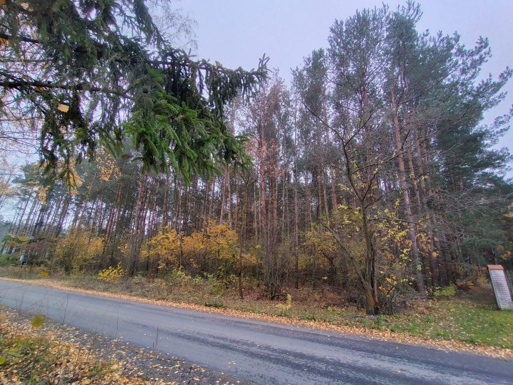 Działka leśna Dobków. Zdjęcie 4