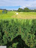 Działka budowlana Lipowa, ul. Pomarańczowa. Zdjęcie 3