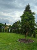 Działka rod Bytom. Zdjęcie 4