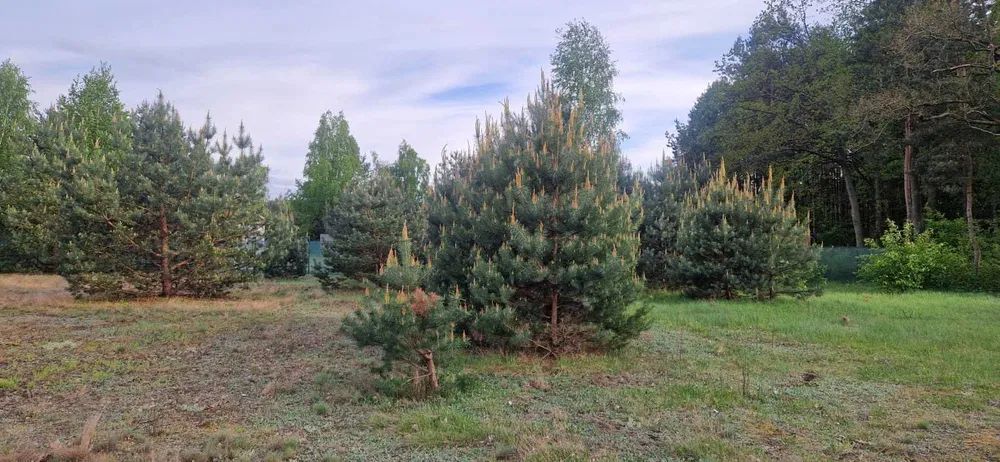 Działka budowlana Drzewociny. Zdjęcie 4