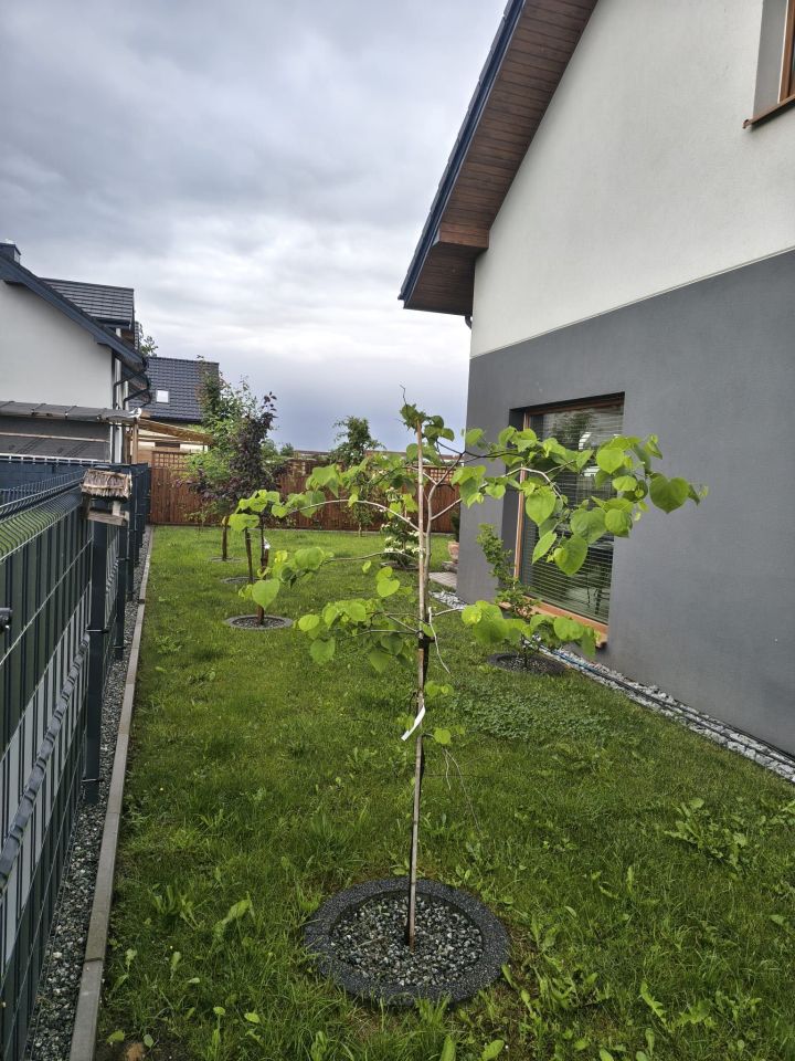 bliźniak Puck. Zdjęcie 4