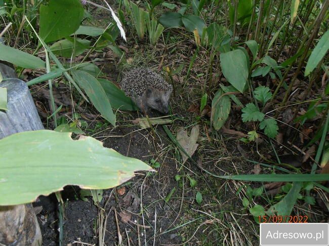 Działka rod Łódź Retkinia, ul. Franciszka Plocka. Zdjęcie 13