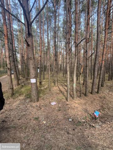 Działka leśna Wola Polska. Zdjęcie 1