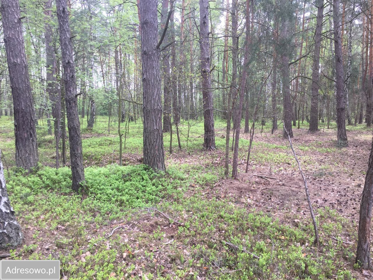 Działka leśna Bartniki, ul. Spokojna. Zdjęcie 10