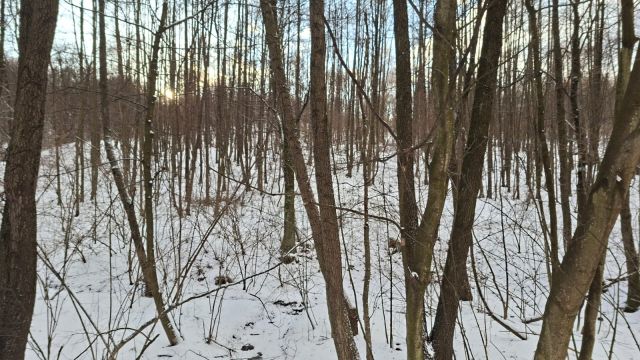 Działka leśna Jaszczurowa Ponikwa. Zdjęcie 1