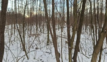 Działka leśna Jaszczurowa Ponikwa, Nie ma