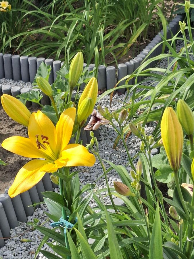 Działka rod Będzin, ul. Grabowa. Zdjęcie 11