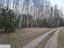 Działka leśna Zborów. Zdjęcie 1