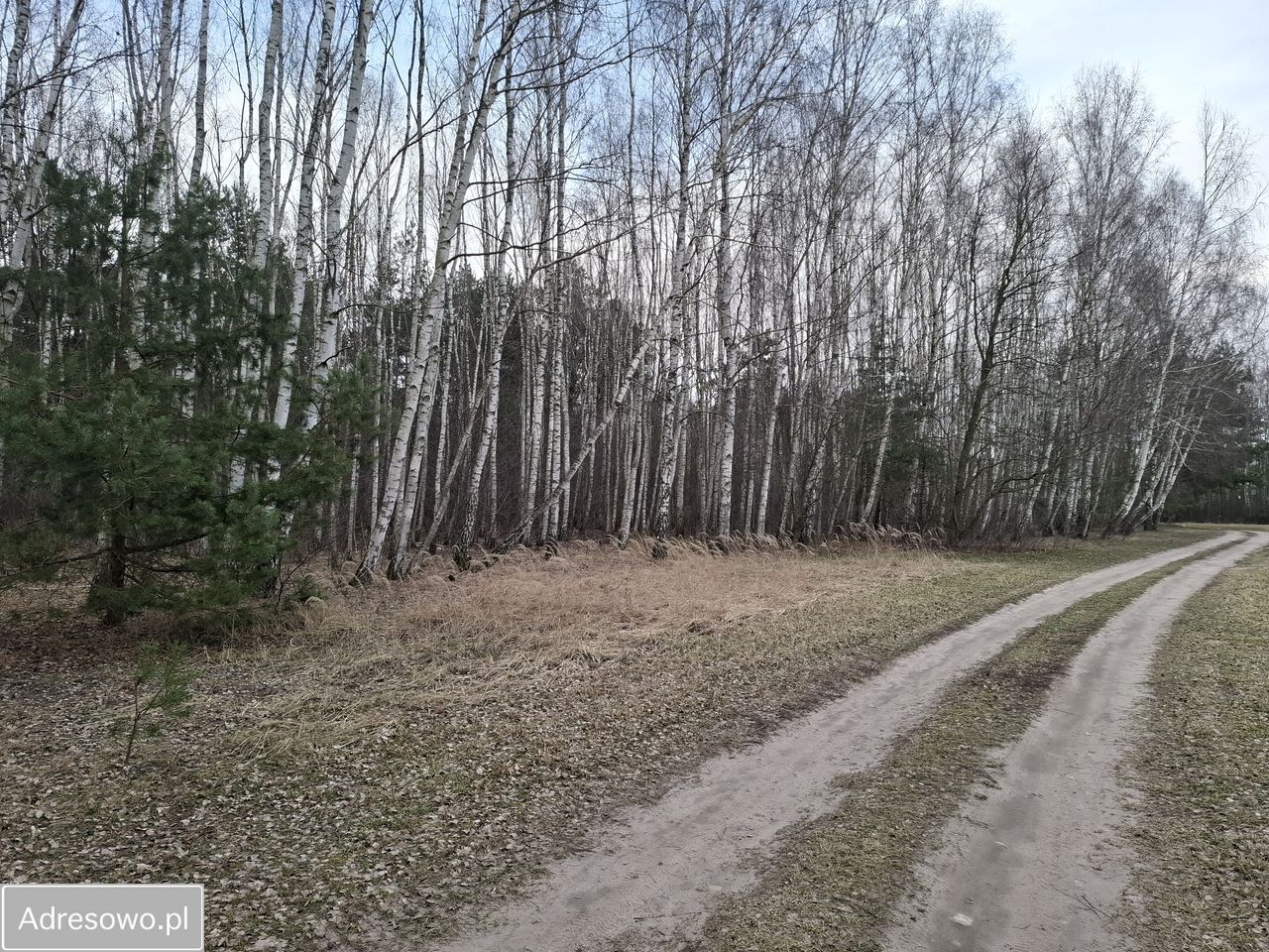 Działka leśna Zborów. Zdjęcie 2