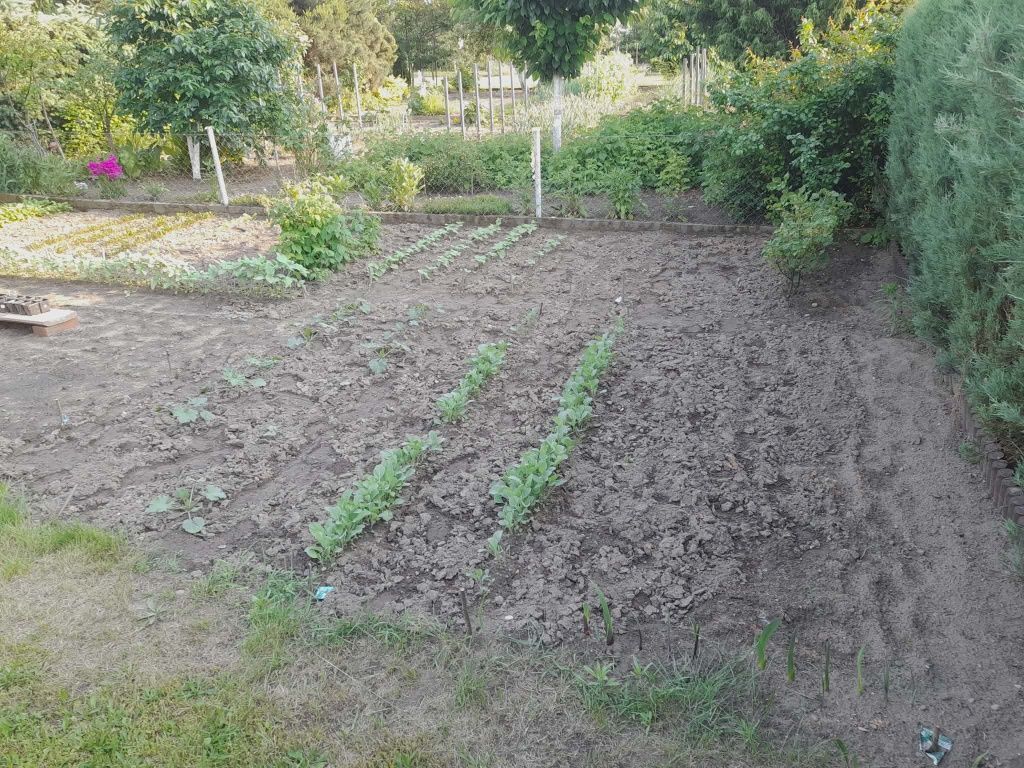 Działka rekreacyjna Czernica, ul. św. Ojca Pio. Zdjęcie 3