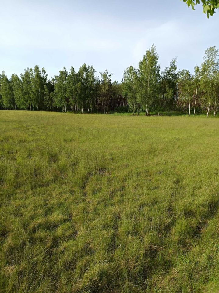 Działka rolno-budowlana Sypniewo. Zdjęcie 3