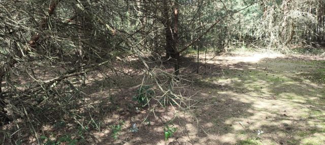 Działka rolna Ludwinowo. Zdjęcie 6