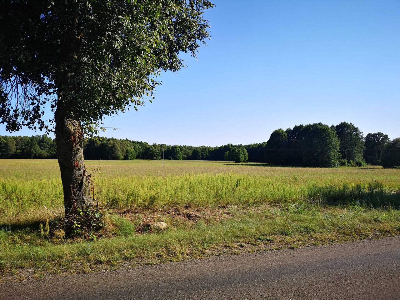 Działka budowlana Borowe. Zdjęcie 5