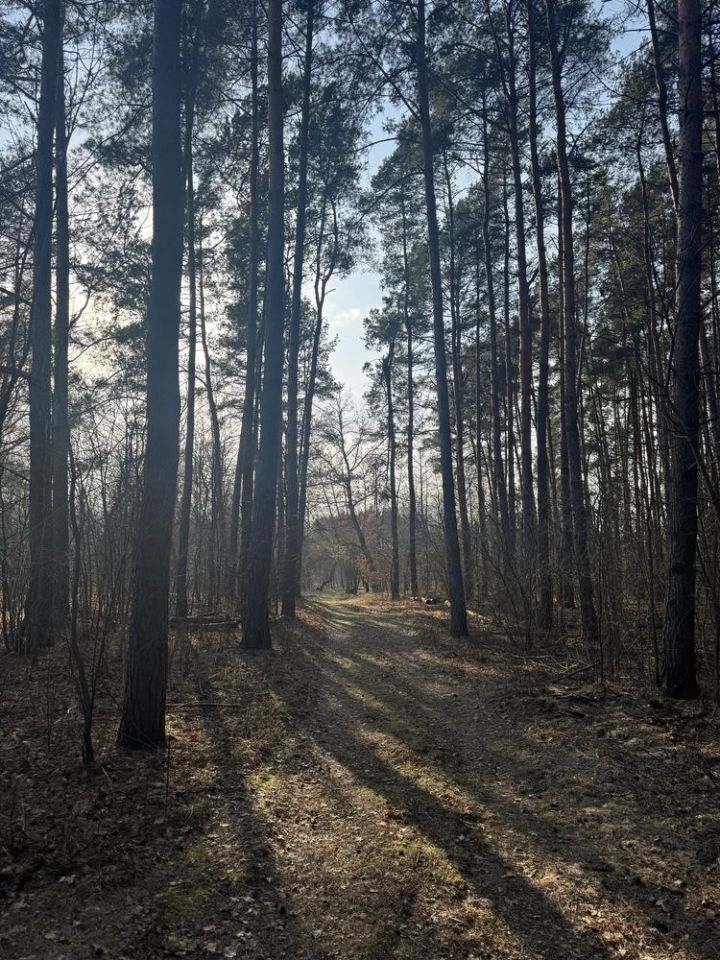 Działka leśna Nadkole. Zdjęcie 6