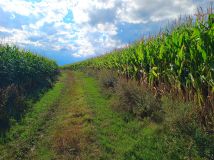 Działka rolna Rybna. Zdjęcie 1