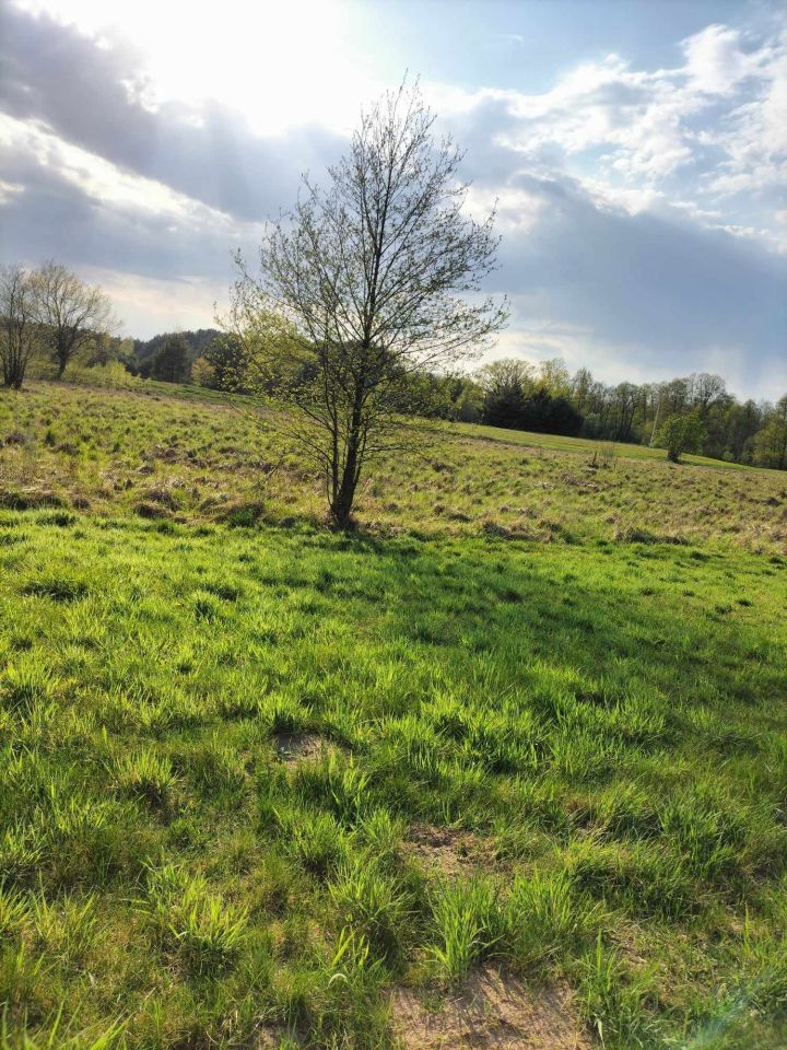 Działka rekreacyjna Orłowo. Zdjęcie 2