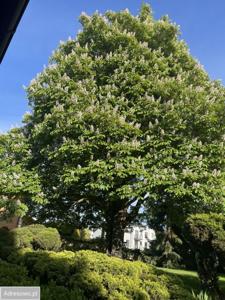 dom wolnostojący, 4 pokoje Sztutowo, ul. Zalewowa. Zdjęcie 3