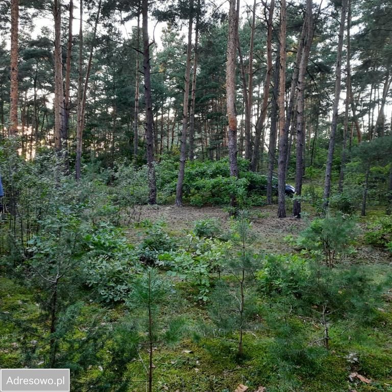 Działka leśna Słopsk. Zdjęcie 8