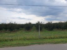 Działka rolna Pawłowice. Zdjęcie 3