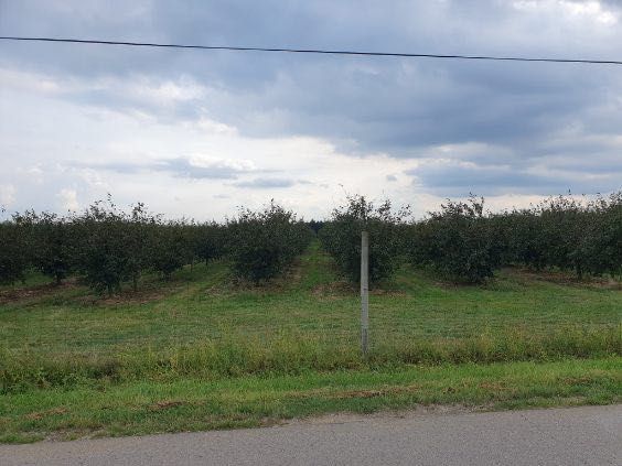 Działka rolna Pawłowice. Zdjęcie 4