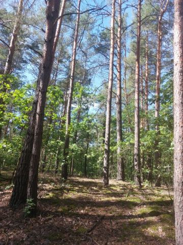 Działka leśna Czerwonka-Gozdów. Zdjęcie 1