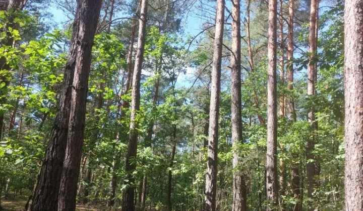 Działka leśna Czerwonka-Gozdów