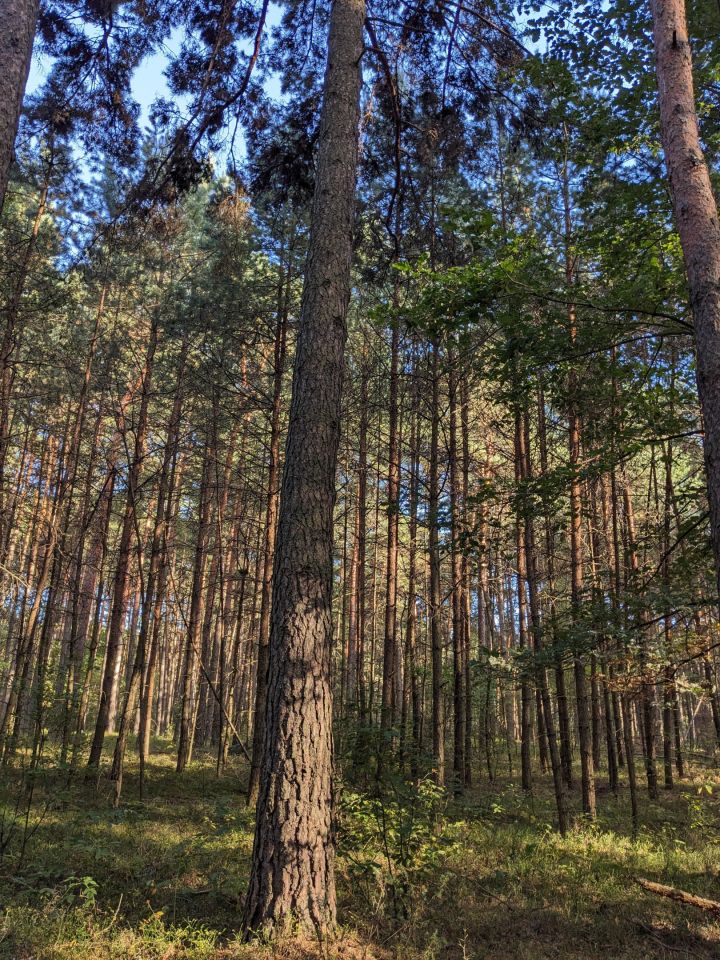 Działka leśna Januszewice. Zdjęcie 9