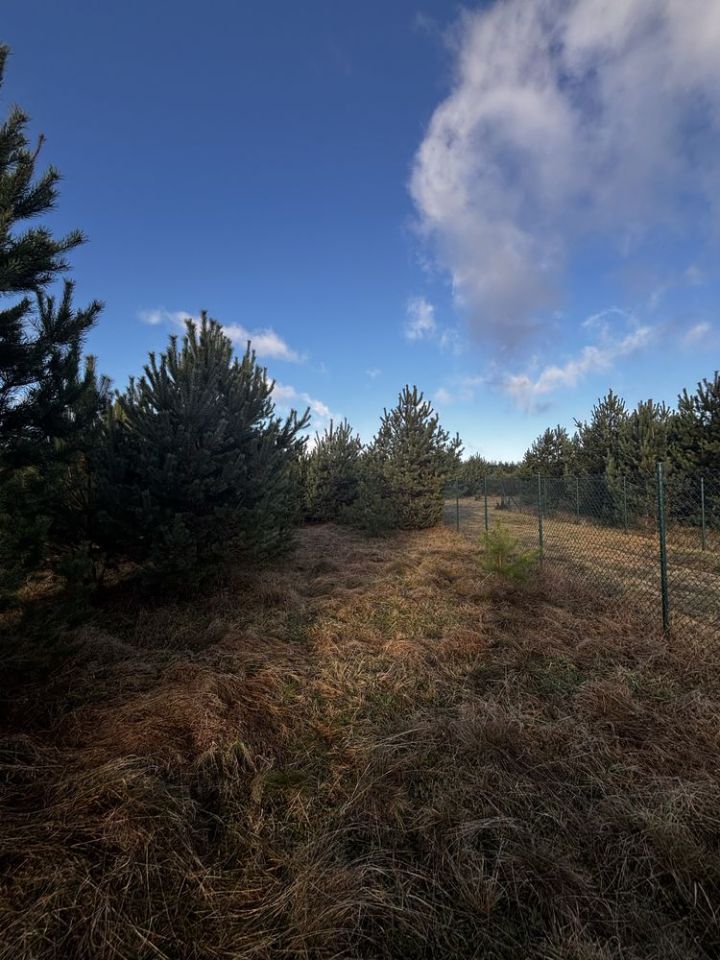 Działka rolno-budowlana Cieciorka. Zdjęcie 2