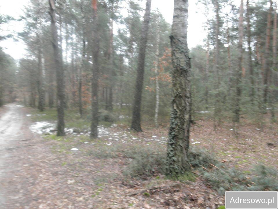 Działka leśna Sobolew, ul. Łaskarzewska. Zdjęcie 8