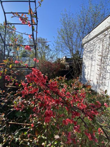 Działka rod Łódź Teofilów, Selerowa 25. Zdjęcie 11