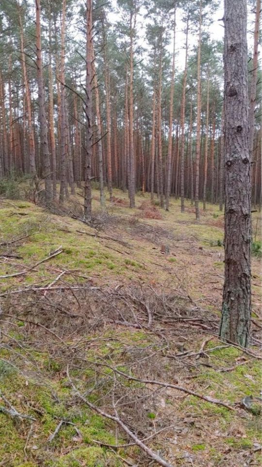 Działka leśna Siwianka. Zdjęcie 4