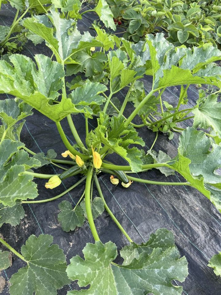 Działka rod Olecko. Zdjęcie 6