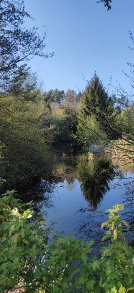 Działka rekreacyjna Jagielno. Zdjęcie 6