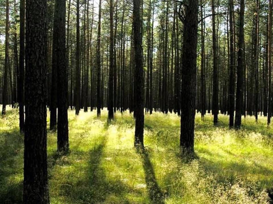 dom letniskowy, 3 pokoje Szydłówiec. Zdjęcie 12