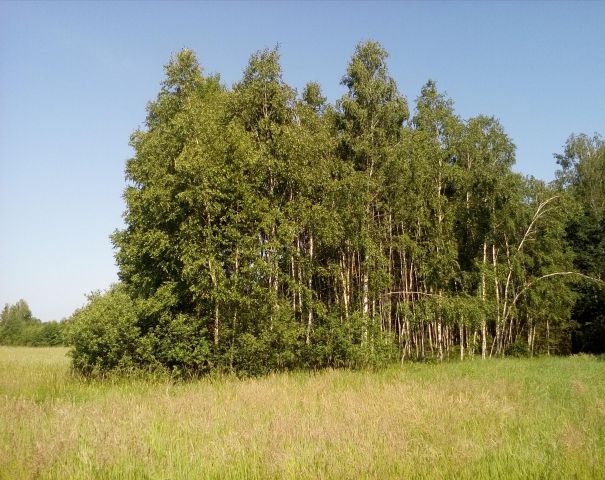 Działka rolno-budowlana Motyczno. Zdjęcie 1