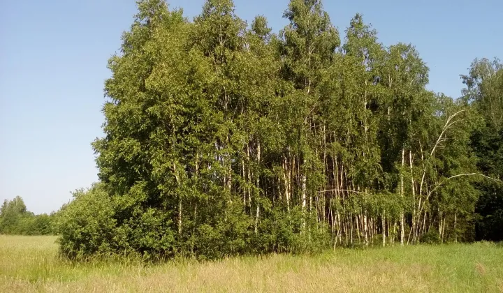 Działka rolno-budowlana Motyczno