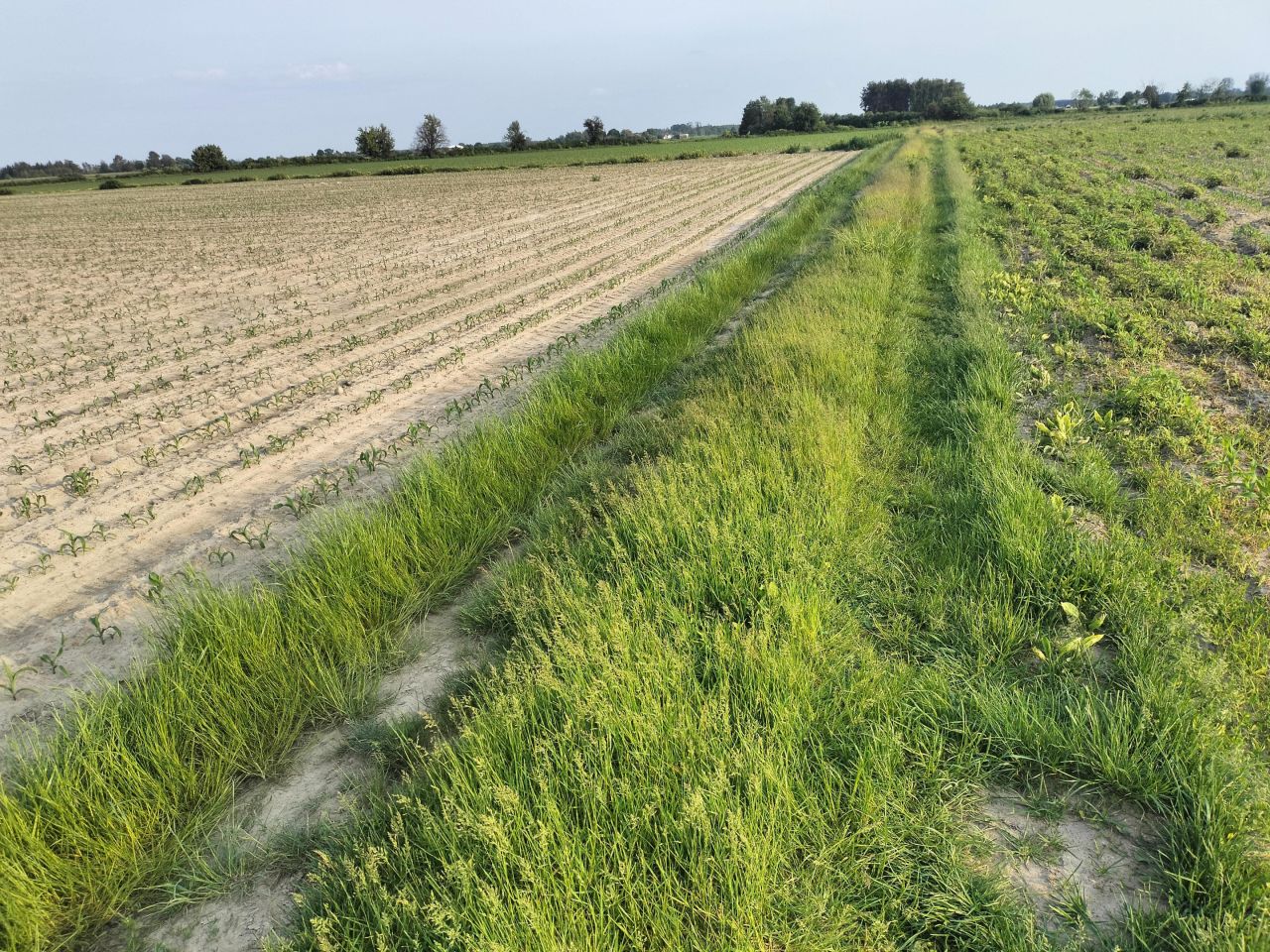 Działka rolna Wola Miedniewska. Zdjęcie 7