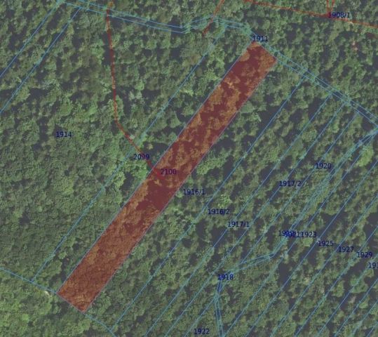 Działka leśna Pielgrzymka. Zdjęcie 1