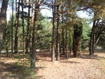 Działka rolna Kąty-Miąski. Zdjęcie 3