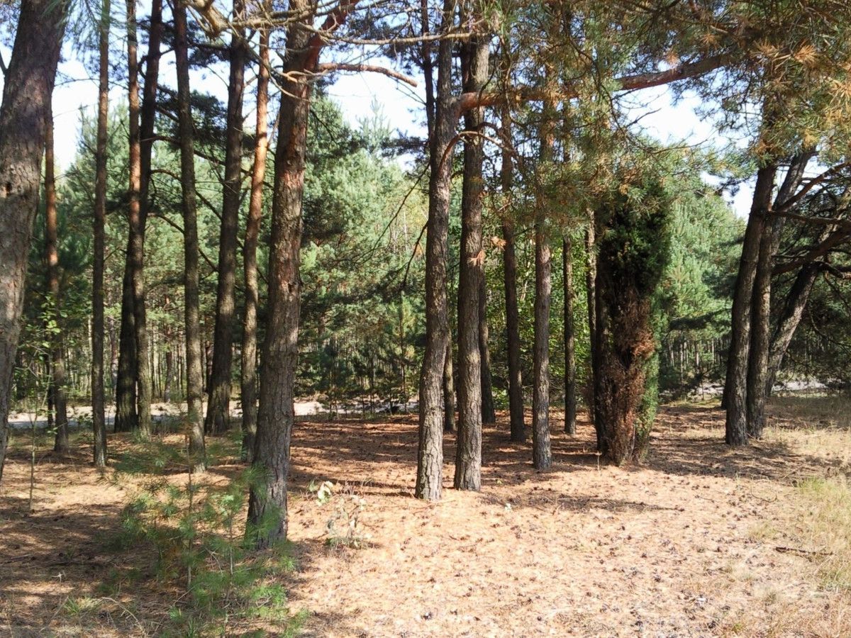 Działka rolna Kąty-Miąski. Zdjęcie 4