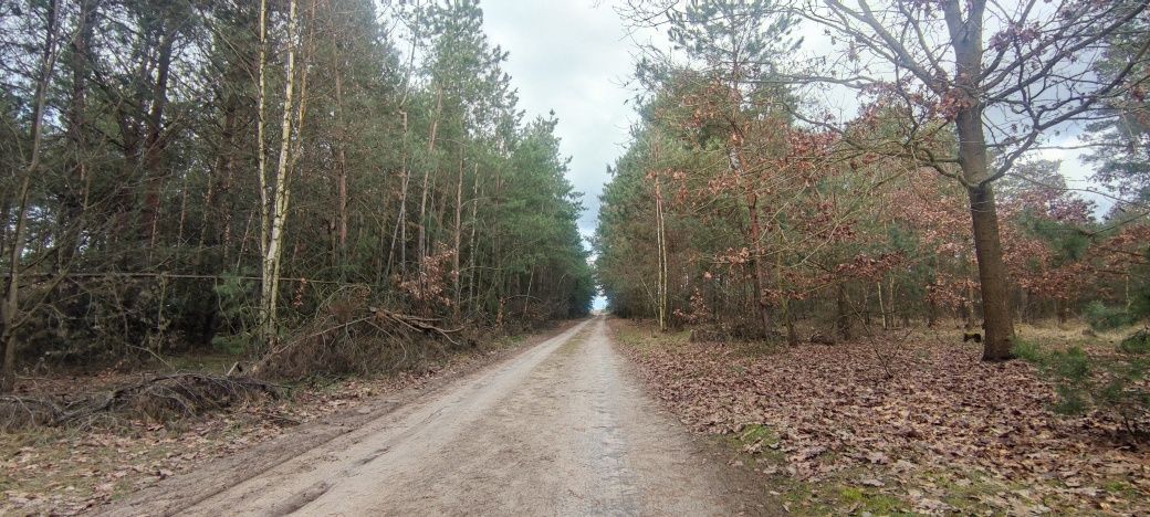 Działka rekreacyjna Siedlątków. Zdjęcie 8